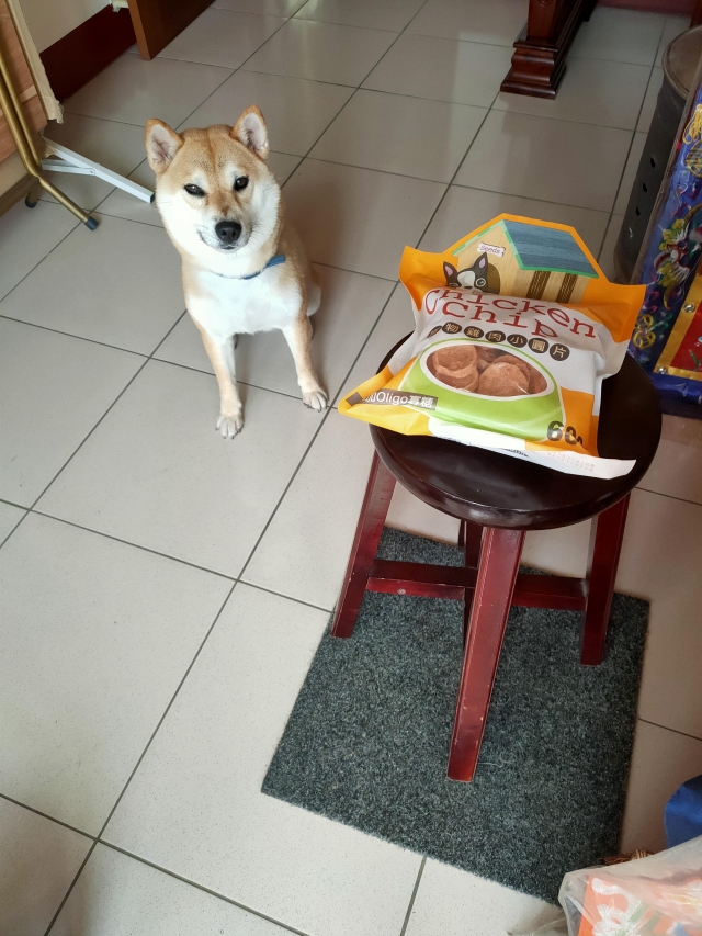 愛獎-好肉9月代言人｜可愛小戲精【柴犬】