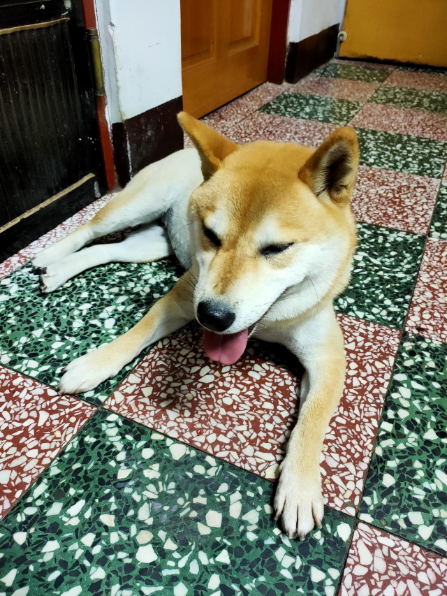 愛獎-好肉9月代言人｜可愛小戲精【柴犬】