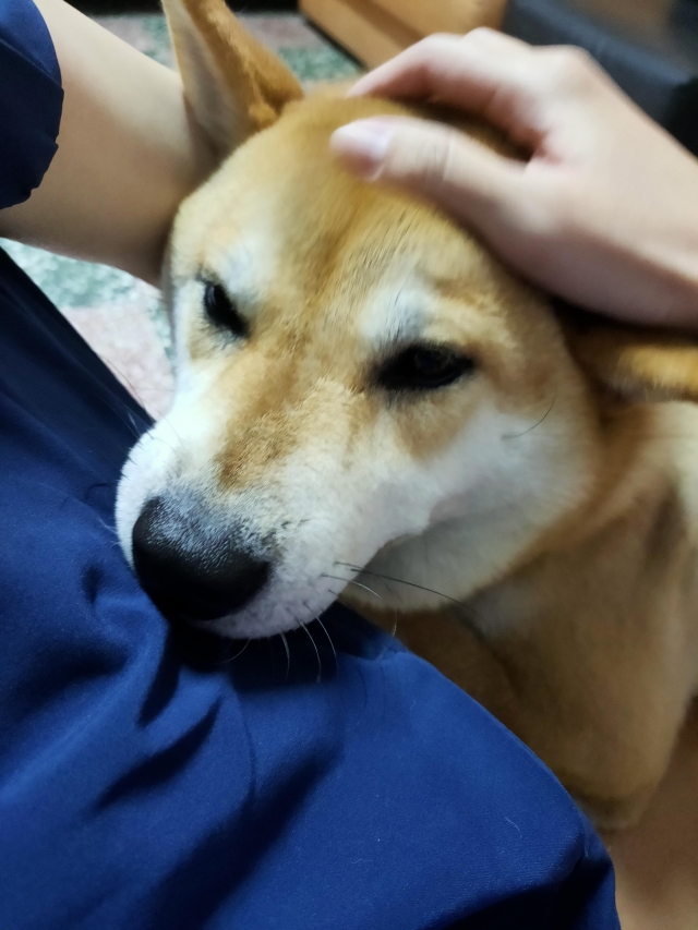 愛獎-好肉9月代言人｜可愛小戲精【柴犬】