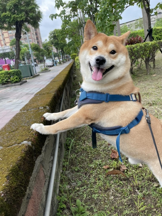 林土豆-好肉9月代言人｜可愛小戲精【柴犬】
