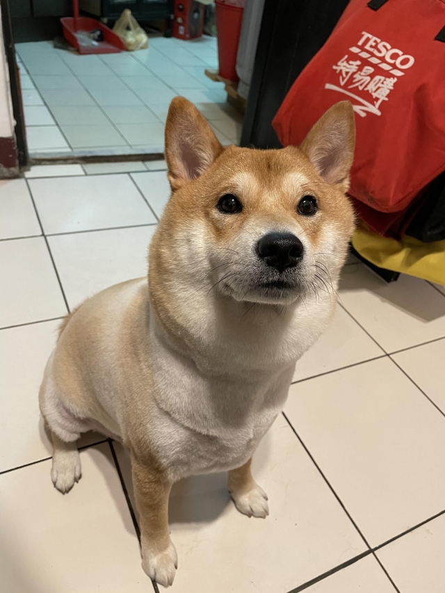 林土豆-好肉9月代言人｜可愛小戲精【柴犬】