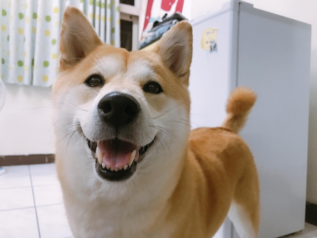 嚕嚕-好肉9月代言人｜可愛小戲精【柴犬】