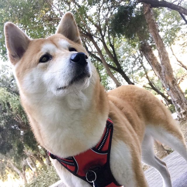 嚕嚕-好肉9月代言人｜可愛小戲精【柴犬】