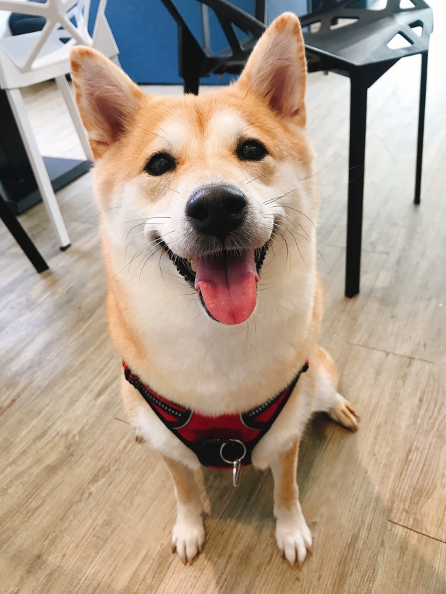 嚕嚕-好肉9月代言人｜可愛小戲精【柴犬】