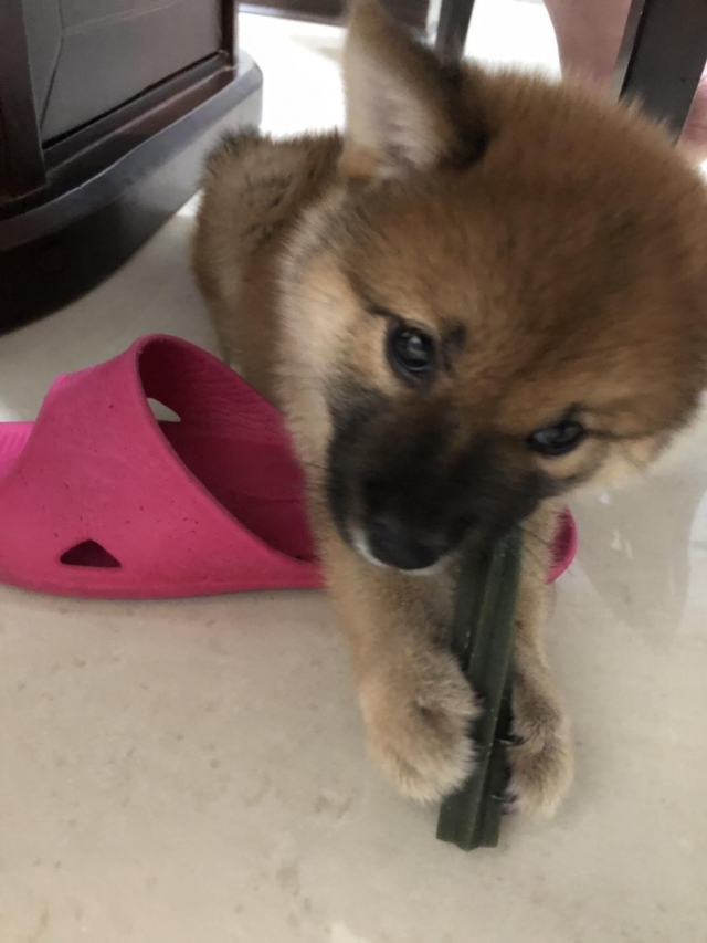 Harry-好肉9月代言人｜可愛小戲精【柴犬】