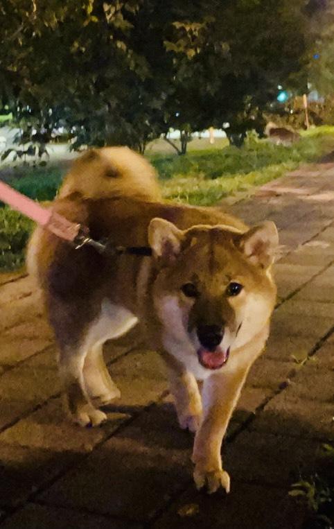 Harry-好肉9月代言人｜可愛小戲精【柴犬】