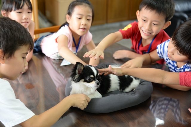 文聖暖心小天使-小V-新北市110年校園犬貓影片網路票選活動