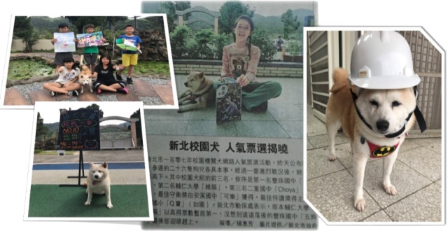 崁腳國小資深美魔女Q寶-新北市110年校園犬貓影片網路票選活動