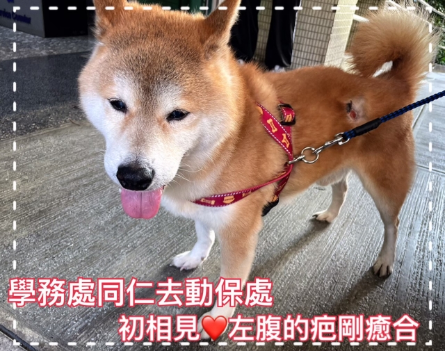 中山國小-一隻柴的狗生翻轉-新北市110年校園犬貓影片網路票選活動