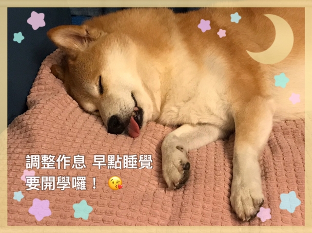 中山國小-一隻柴的狗生翻轉-新北市110年校園犬貓影片網路票選活動