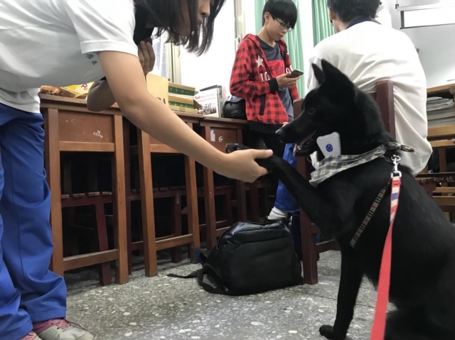 新北高工英俊帥氣校犬『嘎逼』-新北市110年校園犬貓影片網路票選活動