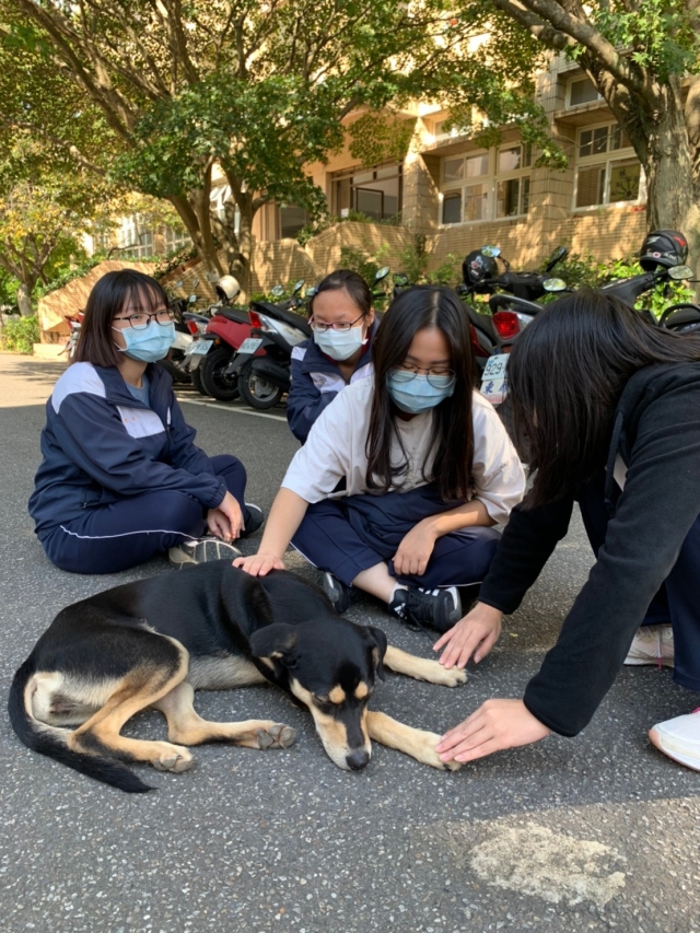 淡商不流浪-校犬巧克力的故事-新北市110年校園犬貓影片網路票選活動