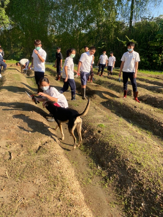 淡商不流浪-校犬巧克力的故事-新北市110年校園犬貓影片網路票選活動