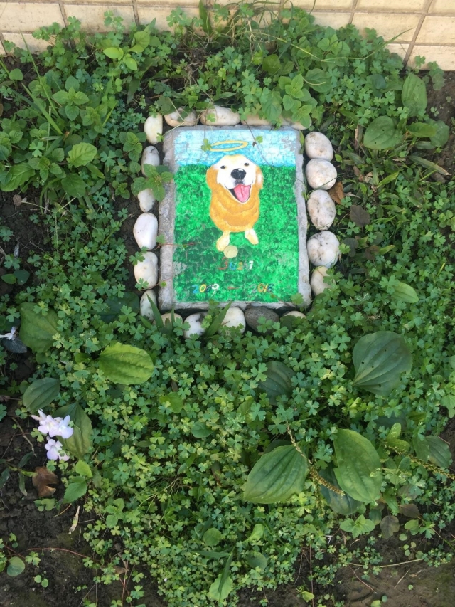 布希花園的故事-新北市110年校園犬貓影片網路票選活動