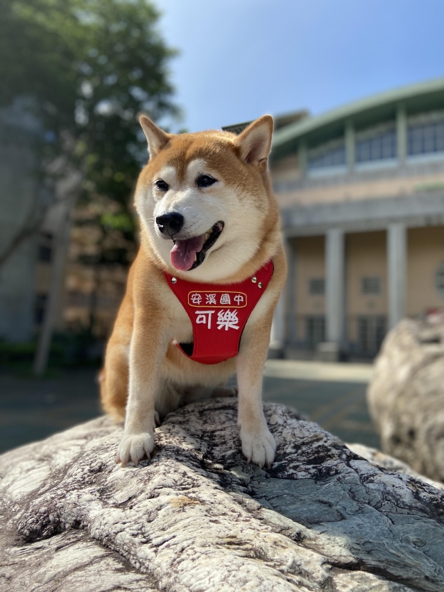 流浪犬變身寶貝犬~安溪國中校犬【可樂】-新北市110年校園犬貓影片網路票選活動