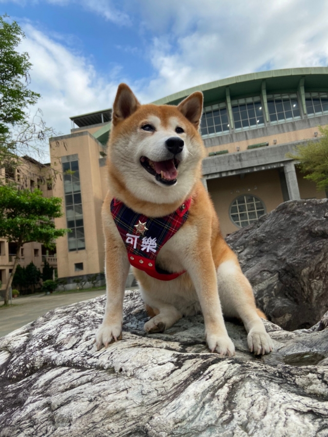 流浪犬變身寶貝犬~安溪國中校犬【可樂】-新北市110年校園犬貓影片網路票選活動