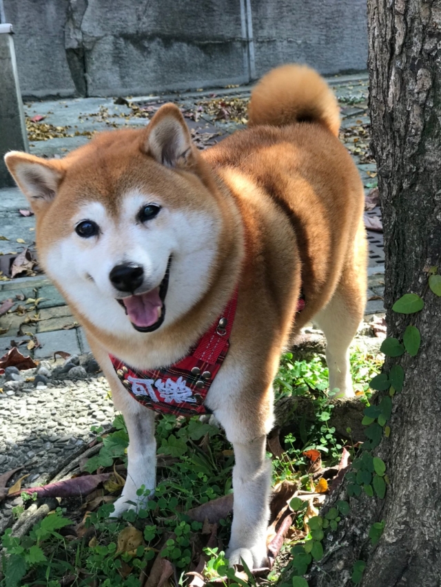 流浪犬變身寶貝犬~安溪國中校犬【可樂】-新北市110年校園犬貓影片網路票選活動