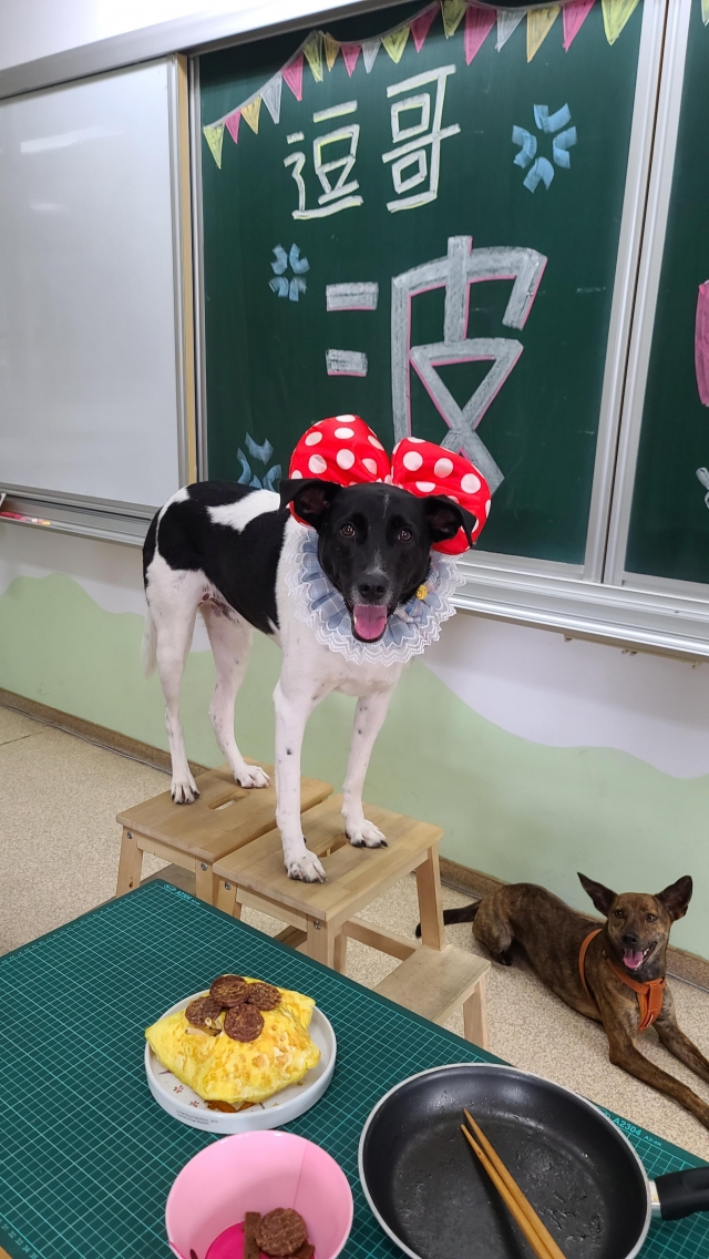 昌平國小~逗哥波-新北市110年校園犬貓影片網路票選活動