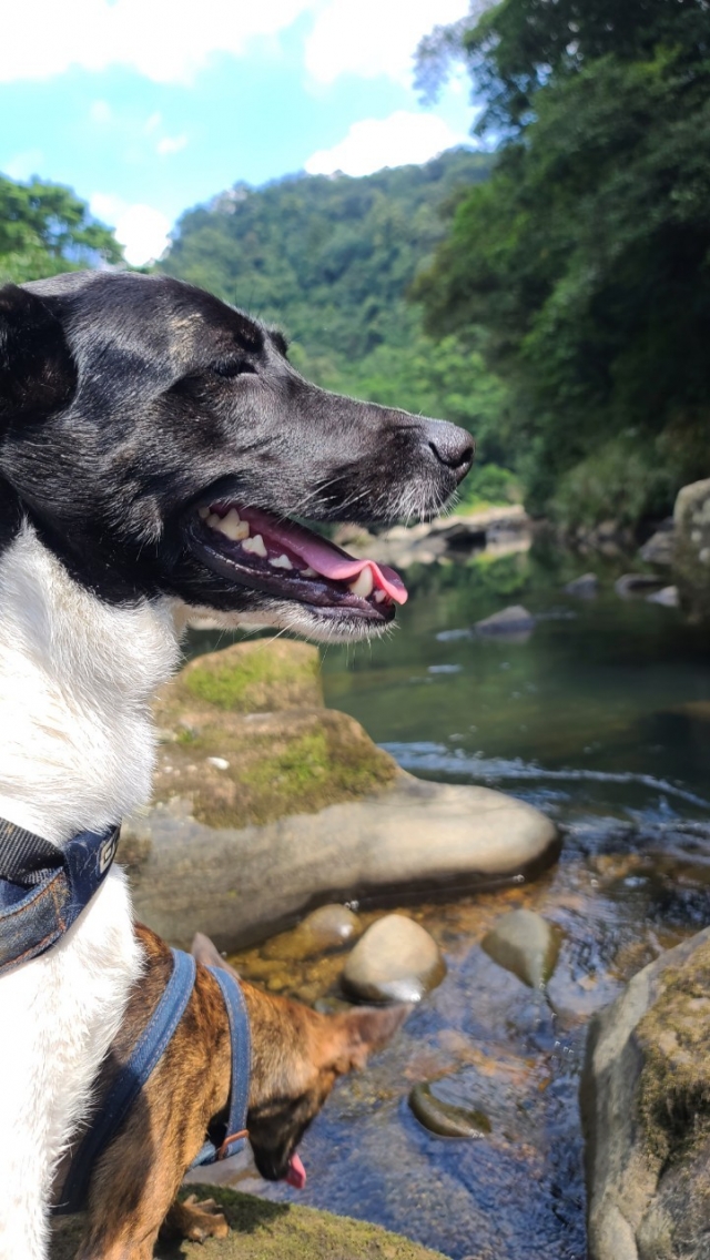 昌平國小~逗哥波-新北市110年校園犬貓影片網路票選活動