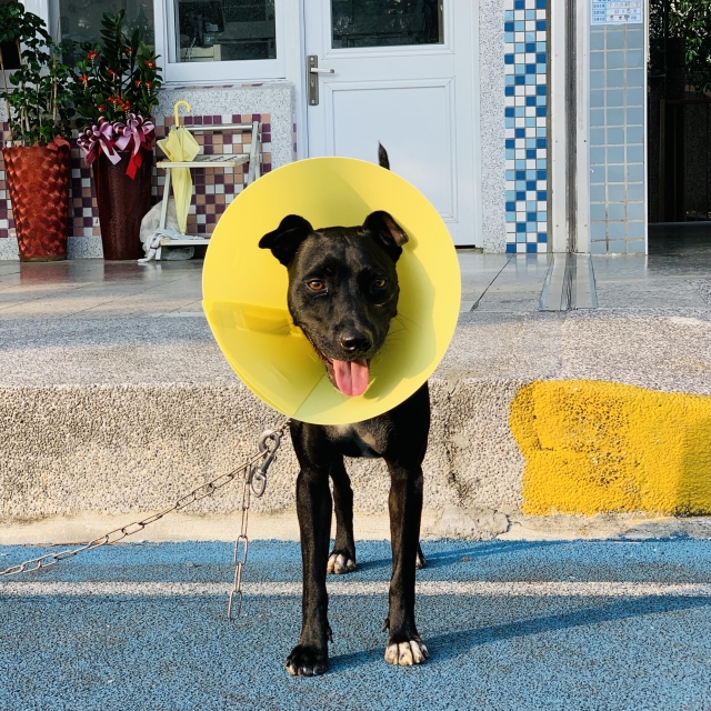 文化國小青春黑狗兄OREO-新北市110年校園犬貓影片網路票選活動