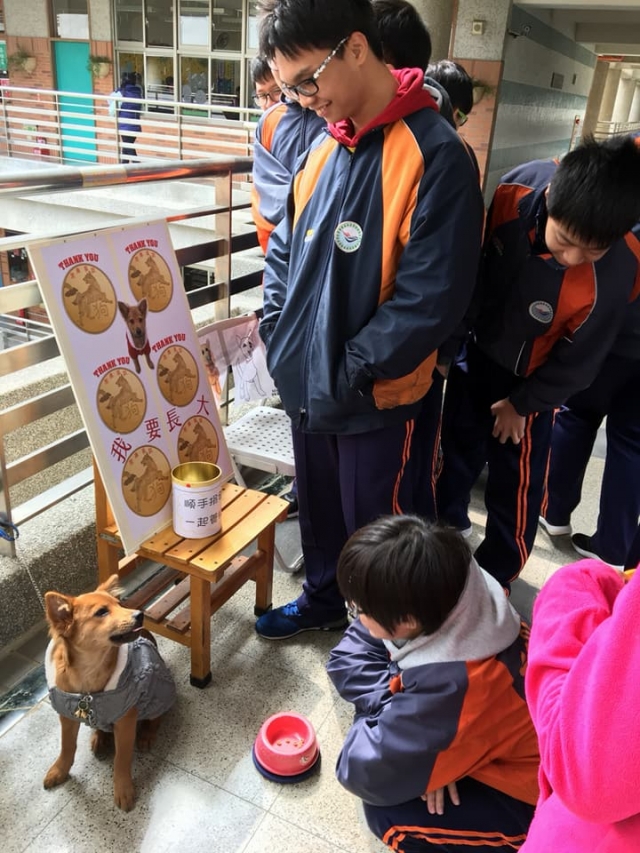 三多國中校犬--黑鼻-新北市110年校園犬貓影片網路票選活動