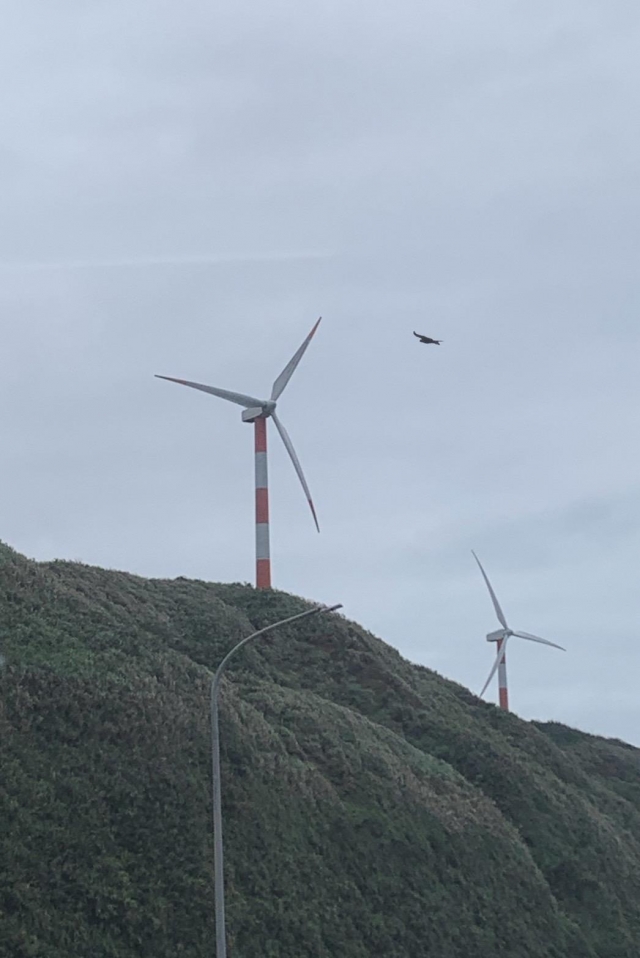 飛鳥與風力發電機-2022台電綠網「綠動隨手拍」友善環境攝影票選活動