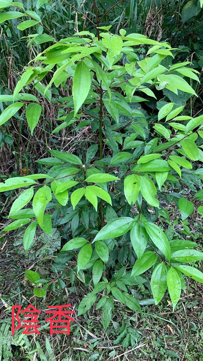 [心得]走吧,和大自然做朋友! 鄭文欽-臺北市萬華社區大學111-1期線上成果展暨111-2期招生博覽會