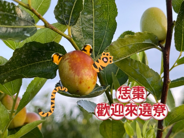 恁棗，歡迎來遶尞-棗安苗栗 公館SAY-HI棗安圖競賽徵選