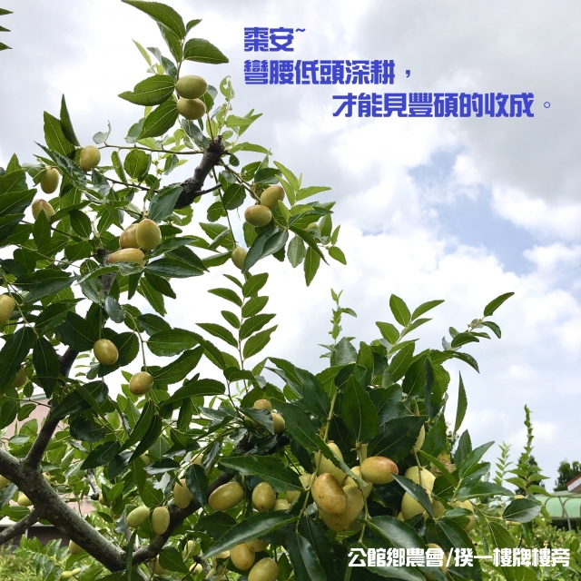 努力才有收獲-棗安苗栗 公館SAY-HI棗安圖競賽徵選