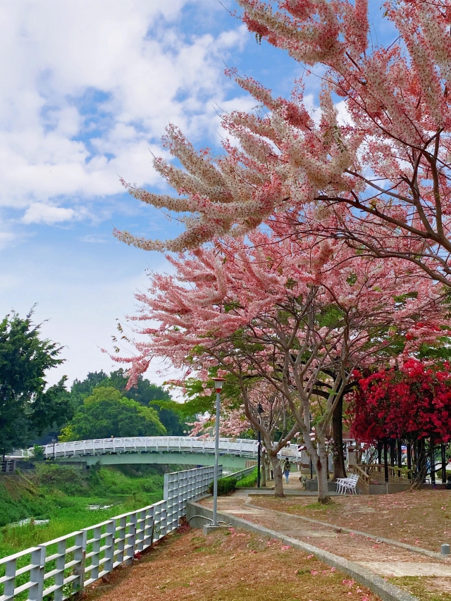 潮之花園-民治溪畔花旗木-2022大潮藝文市集系列活動～潮州之美攝影比賽人氣獎票選