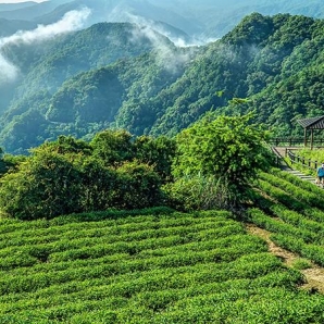 茶鄉風情-111年坪林之美攝影比賽