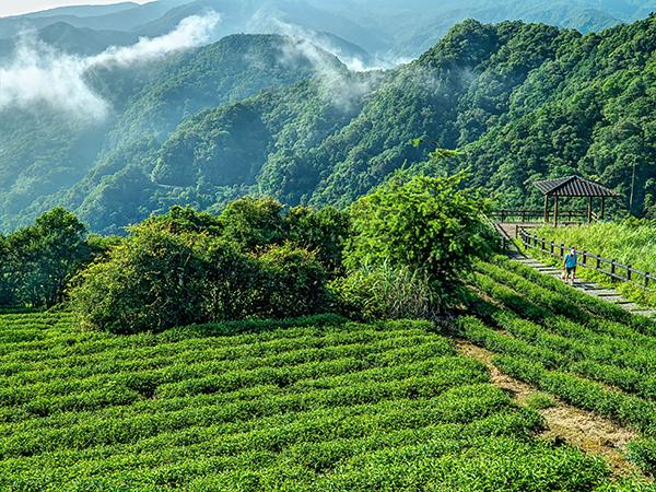 茶鄉風情-111年坪林之美攝影比賽