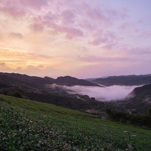 霧海時分-111年坪林之美攝影比賽