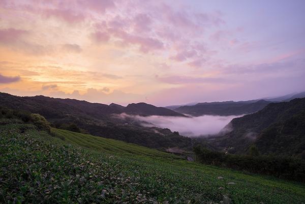 霧海時分-111年坪林之美攝影比賽