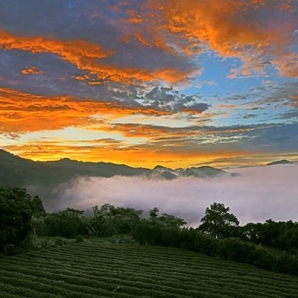 雲海晨曦-111年坪林之美攝影比賽