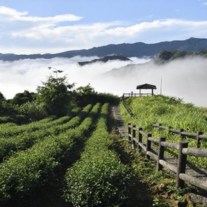 雲霧繚繞-111年坪林之美攝影比賽