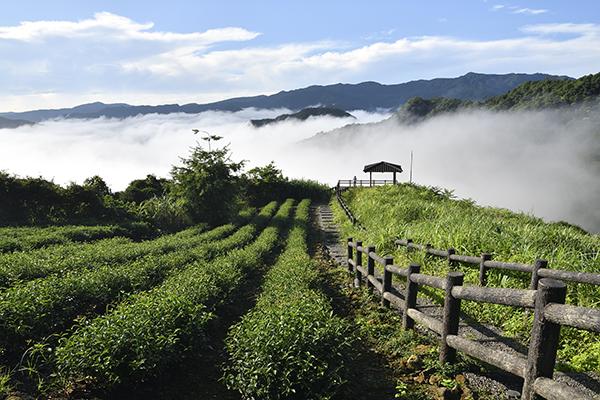 雲霧繚繞-111年坪林之美攝影比賽