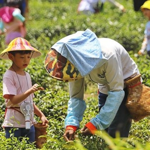 親子採茶趣-111年坪林之美攝影比賽