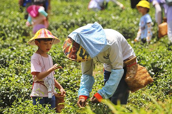 親子採茶趣-111年坪林之美攝影比賽