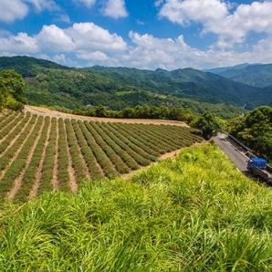 茶園風光-111年坪林之美攝影比賽