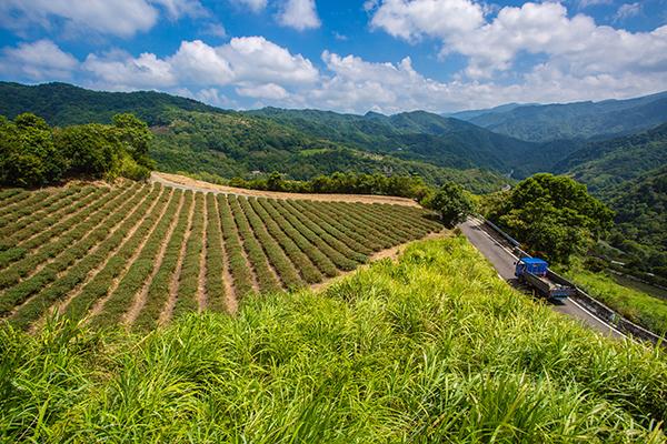 茶園風光-111年坪林之美攝影比賽