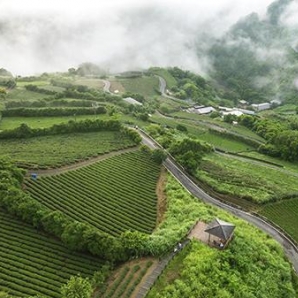 雲霧繚繞的茶園-111年坪林之美攝影比賽