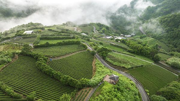雲霧繚繞的茶園-111年坪林之美攝影比賽
