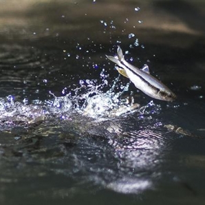 水濺魚龍躍-111年坪林之美攝影比賽