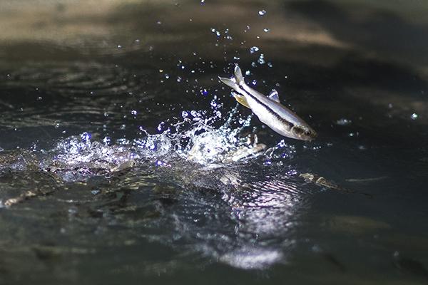 水濺魚龍躍-111年坪林之美攝影比賽