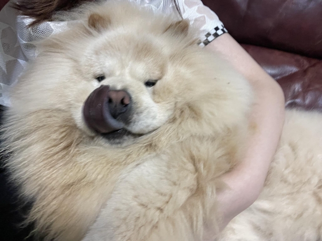 我是獅子丸-亞大聖市-人氣寵物票選