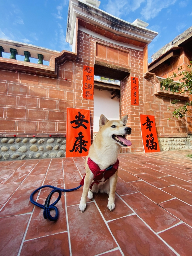 咪嚕咪嚕咪嚕ㄉㄟ蹦-亞大聖市-人氣寵物票選