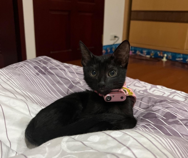 黑貓JOBO-亞大聖市-人氣寵物票選