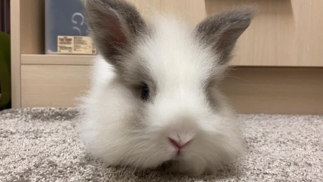 彭某-亞大聖市-人氣寵物票選