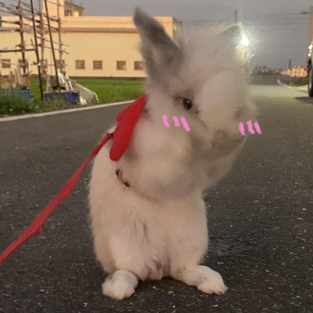 彭某-亞大聖市-人氣寵物票選